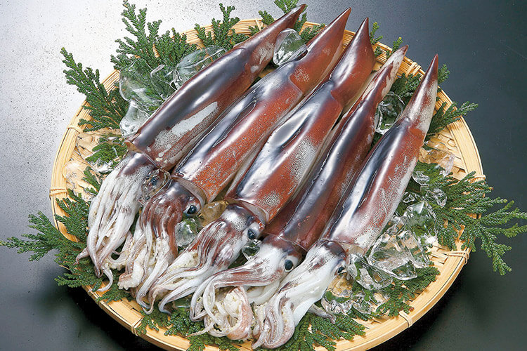 Japanese Common Squid