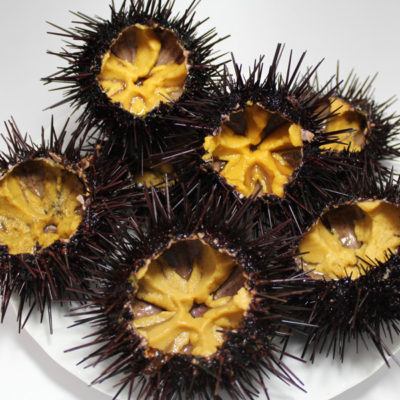 Sea Urchin from Aomori Prefecture