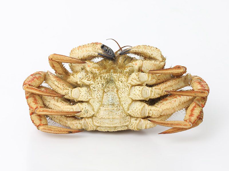 Male Crab