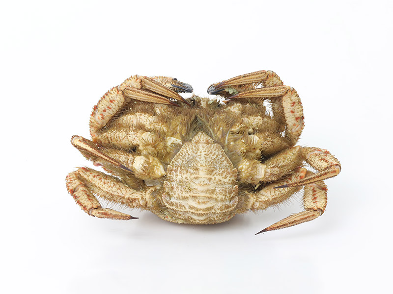 Female Crab