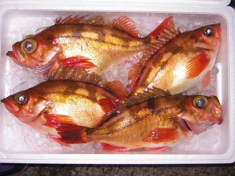 Tsugaru Strait Goldeye Rockfish