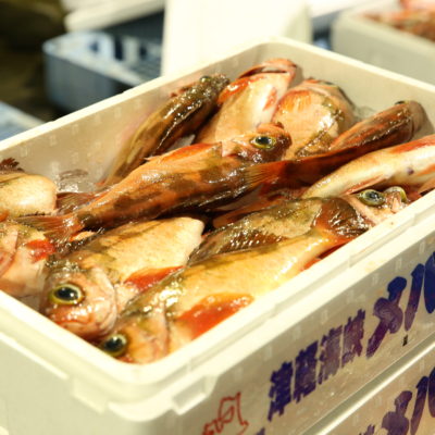 Japan’s Number One “the Goldeye Rockfish of Aomori”