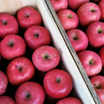 The Season is Here! “Aomori Apples”
