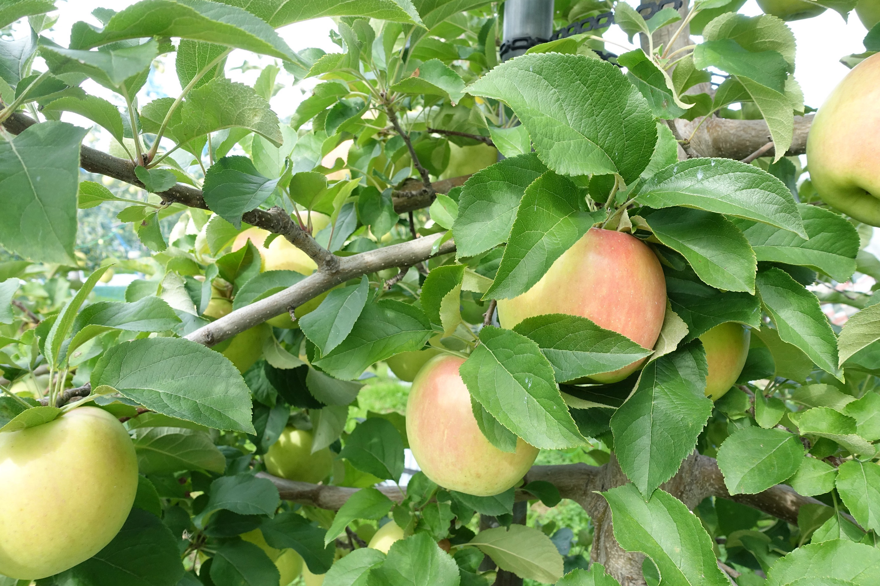 Aomori Apples