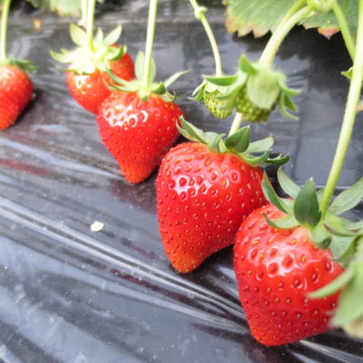 Aomori Strawberries