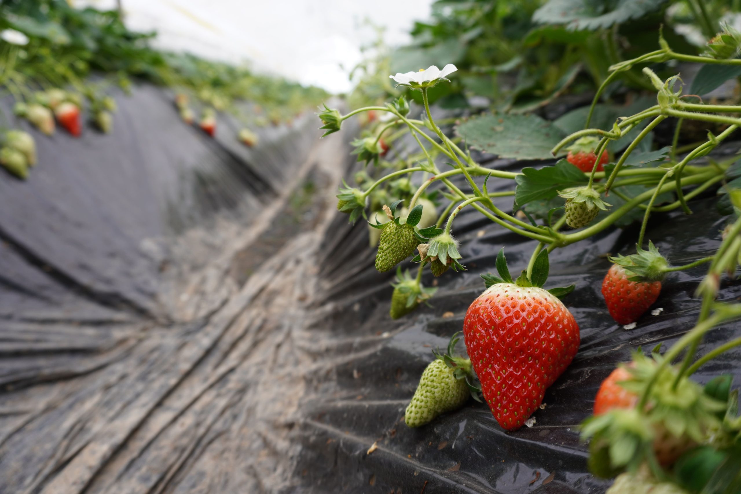 aomori-strawberries