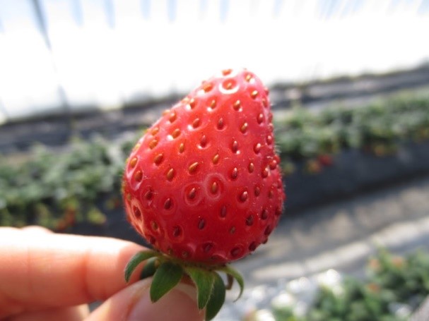aomori-strawberries