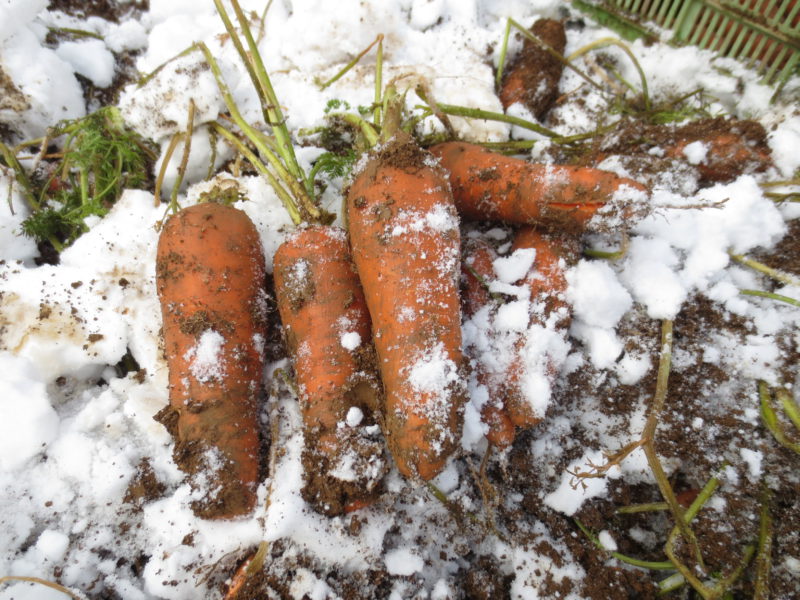 about Fukaura Snow Carrots