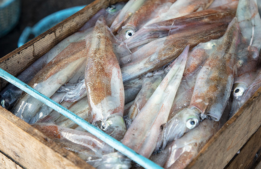 Tsugaru Strait Goldeye Rockfish