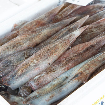 Winter to Spring Bounty – Spear Squid
