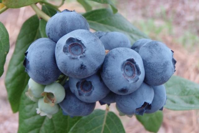 Enjoy Blueberries in Season