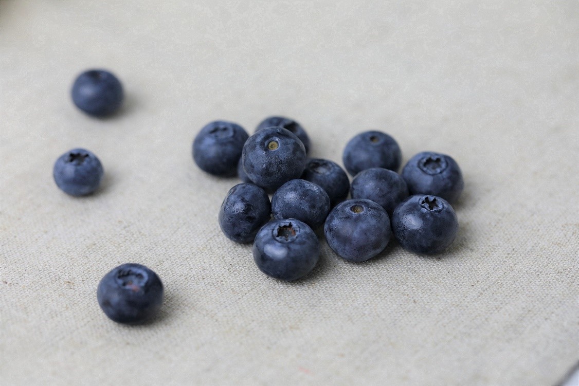 Aomori “Blueberries” in Season Now