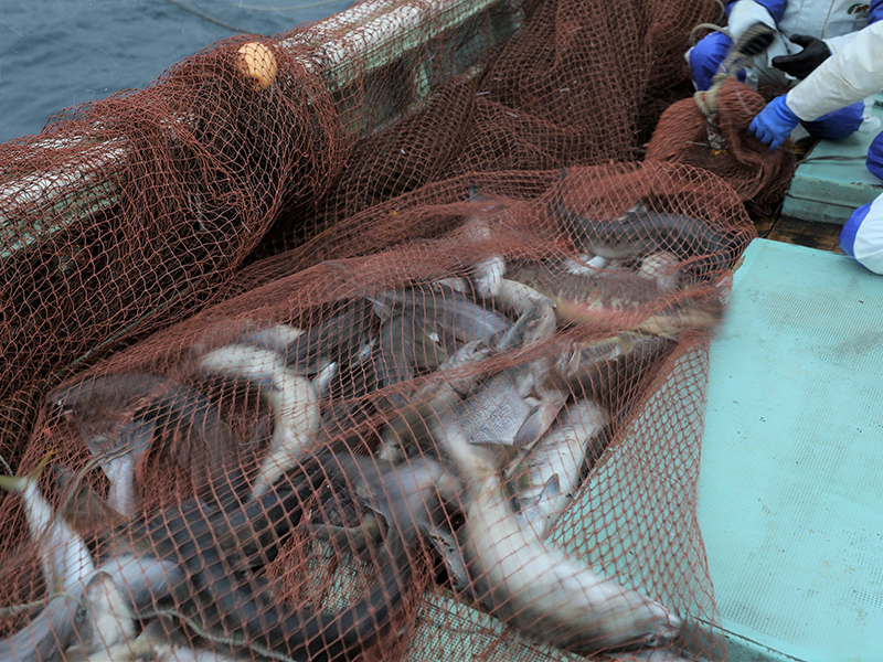 Aomori “Autumn Salmon”　Set net catch