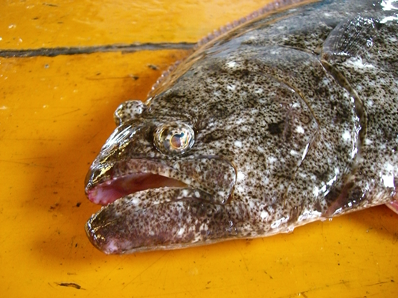 Designated as the Prefectural Fish